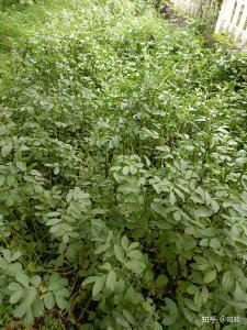 蚕豆苗可以移栽吗 蚕豆苗适合移植吗？