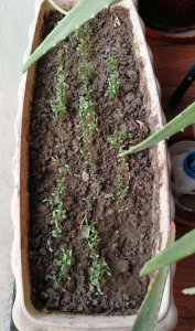 香菜苗可以移栽吗 可以将香菜的幼苗移植吗？