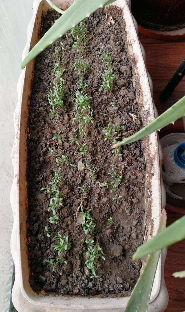 香菜苗可以移栽吗