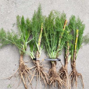 茴香苗可以移栽吗 茴香苗是否可以改种？