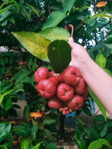 莲雾果期有多久 莲雾果成熟需要多久时间？