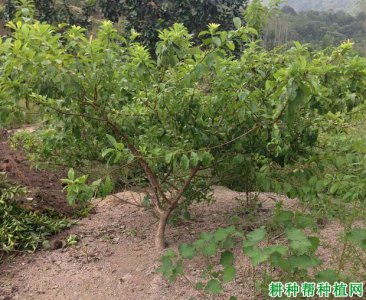 李子什么时候栽种合适 何时是种植李子的最佳时期？