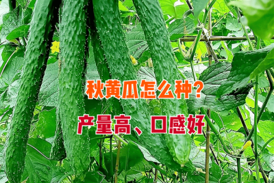 秋黄瓜什么时候栽种合适 什么时候适合种植秋季黄瓜？