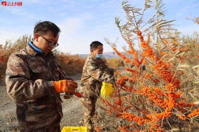 沙棘果树什么时候栽种合适 什么时候种植沙棘果树最合适？