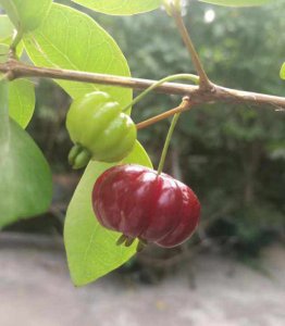 巴西红果几年结果实 巴西红果多少年结果实