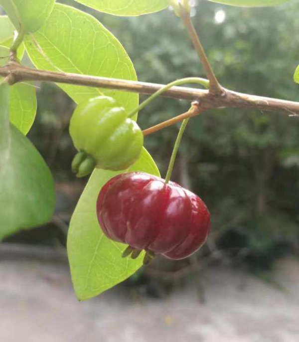 巴西红果几年结果实