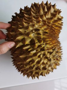 榴莲皮可以做肥料吗 榴莲皮可否作为肥料使用？
