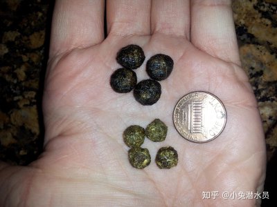 兔子的粪便可以做肥料吗 兔子的粪便能否作为肥料使用？