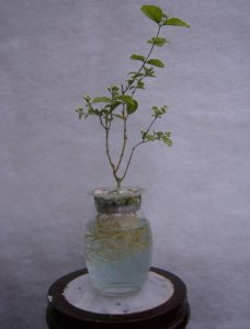 茉莉花需要每天浇水吗 茉莉花每天需浇水吗？