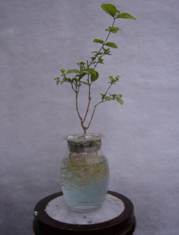 茉莉花需要每天浇水吗
