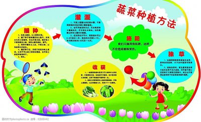 甘蓝的种植方法和时间 种植甘蓝的最佳时间和方法