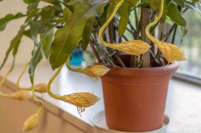 昙花春天怎么浇水 如何给昙花春天浇水
昙花春天的浇水方法