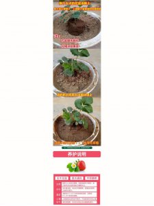 草莓栽种方法和注意事项 种植草莓的方法及注意事项
