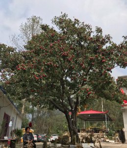 山楂树可以种在家门口吗 山楂树适合种植在家门口吗？