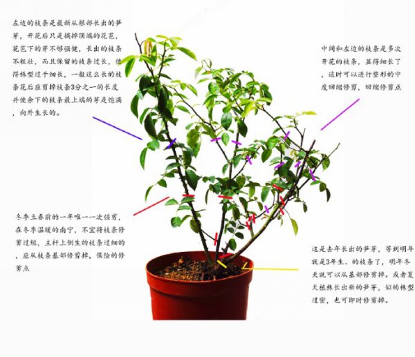 海棠树怎么修剪方法