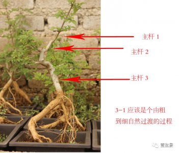 白掌怎么修剪枝叶 如何正确修剪白掌的树枝和叶子？