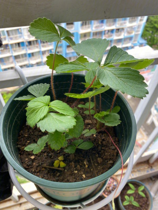 草莓种子直接种可以吗