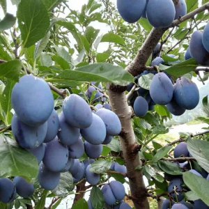 西梅南方可以种吗 西梅可以在南方种植吗？