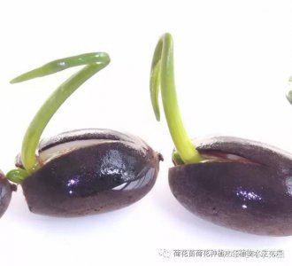 莲子的种植方法和时间 种植莲子的步骤和最佳时间