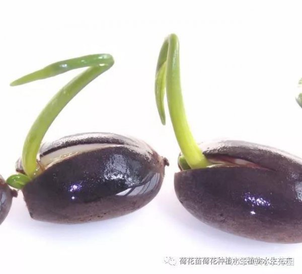 莲子的种植方法和时间