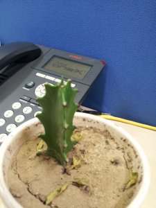 仙人掌夏天多久浇一次水 仙人掌夏季需定期浇水