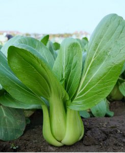 上海青是什么菜 上海青是一种什么植物？
