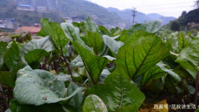 苔菜是什么菜 什么是苔菜？
苔菜是何种食材？