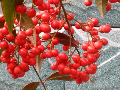 红豆几年结果实 红豆几年开花结果