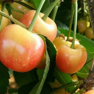黄蜜大樱桃几年结果实 黄蜜大樱桃几年能结果实？