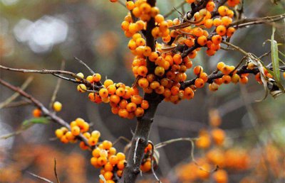 沙棘几年结果实 沙棘种植几年能结果及种植要点