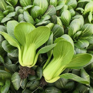油菜是什么菜 油菜是什么作物→油菜是何种植物
