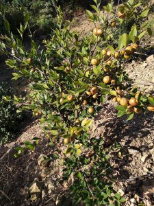 茶树几年结果实 茶树结果实几年以来
茶树多年来取得成果