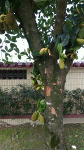 菠萝蜜几年结果实 菠萝蜜几年结果实了？