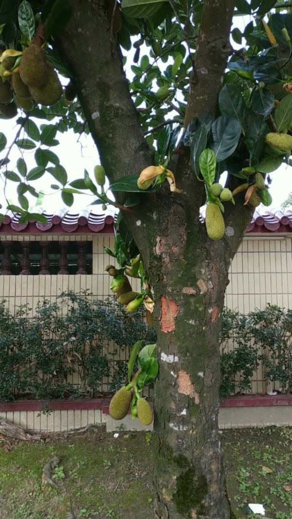 菠萝蜜几年结果实
