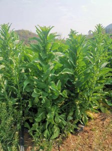 贡菜是什么菜 贡菜是何种植物