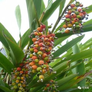 砂仁几年结果实 砂仁多年收获显著