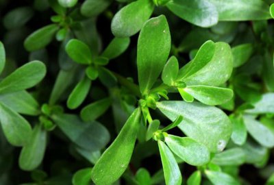 长寿菜是什么菜 长寿菜是哪种菜品