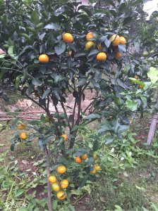 柑橘几年结果实 柑橘几年结果实？