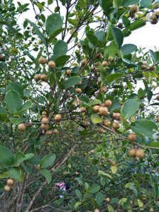 茶油树几年结果实 茶油树多少年能结果实？