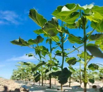 棉花适合什么土壤种植 适合棉花生长的土壤条件
