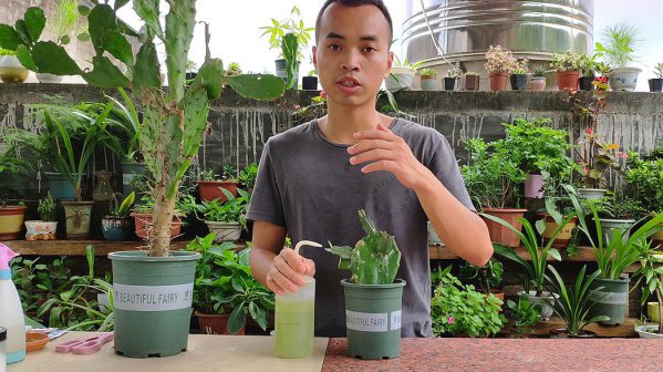 仙人掌冬天怎么浇水
