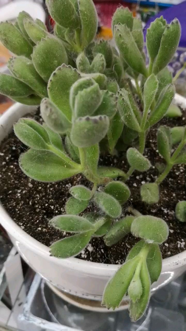熊童子冬天怎么浇水