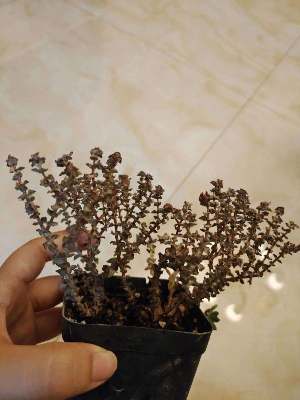 小米星冬天怎么浇水