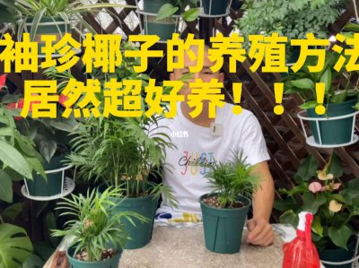 怎么给袖珍椰子浇水？ 袖珍椰子冬天怎么浇水