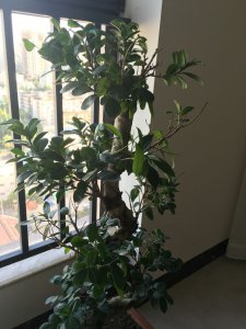 摇钱树冬天怎么浇水 摇钱树如何在冬季浇水
