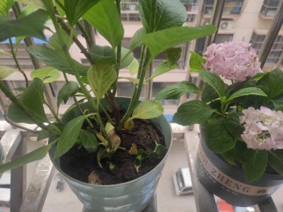 绣球冬天怎么浇水 冬季如何给绣球浇水