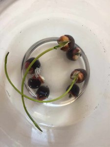 莲藕怎么留种子 如何保存莲藕的种子
莲藕的种子如何保留