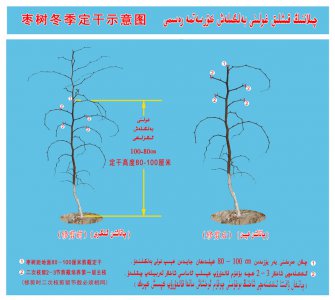 枣树的种植条件 种植枣树的条件