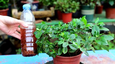 栀子花冬天怎么浇水 栀子花冬季需注意浇水