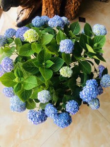 无尽夏冬天怎么浇水 夏冬季节如何进行持续浇水